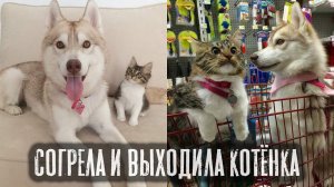 На грани жизни и смерти: как Хаски спасла котенка...