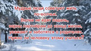 Мудрые люди советуют жить по-волчьи. Волки не едят падаль, верны партнёрам до конца жизни.