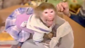 Люся просто НЫРНУЛА в мешок с орехами и попросила ее из него НЕ ДОСТАВАТЬ!