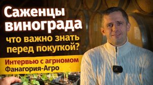 Саженцы винограда — что важно знать перед покупкой? Интервью с агрономом Фанагория-Агро