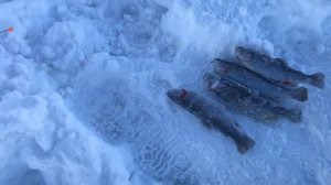 предварительный улов форели