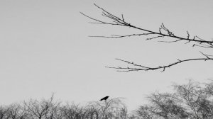 🌚 Звук, рожденный в сумраке.