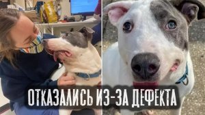 Пес с дефектом морды собирал объедки по улице...