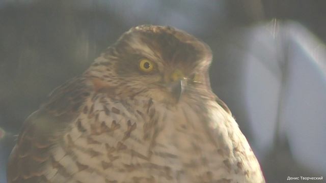 Ястреб мёрзнет и другие птицы за окном смотреть онлайн