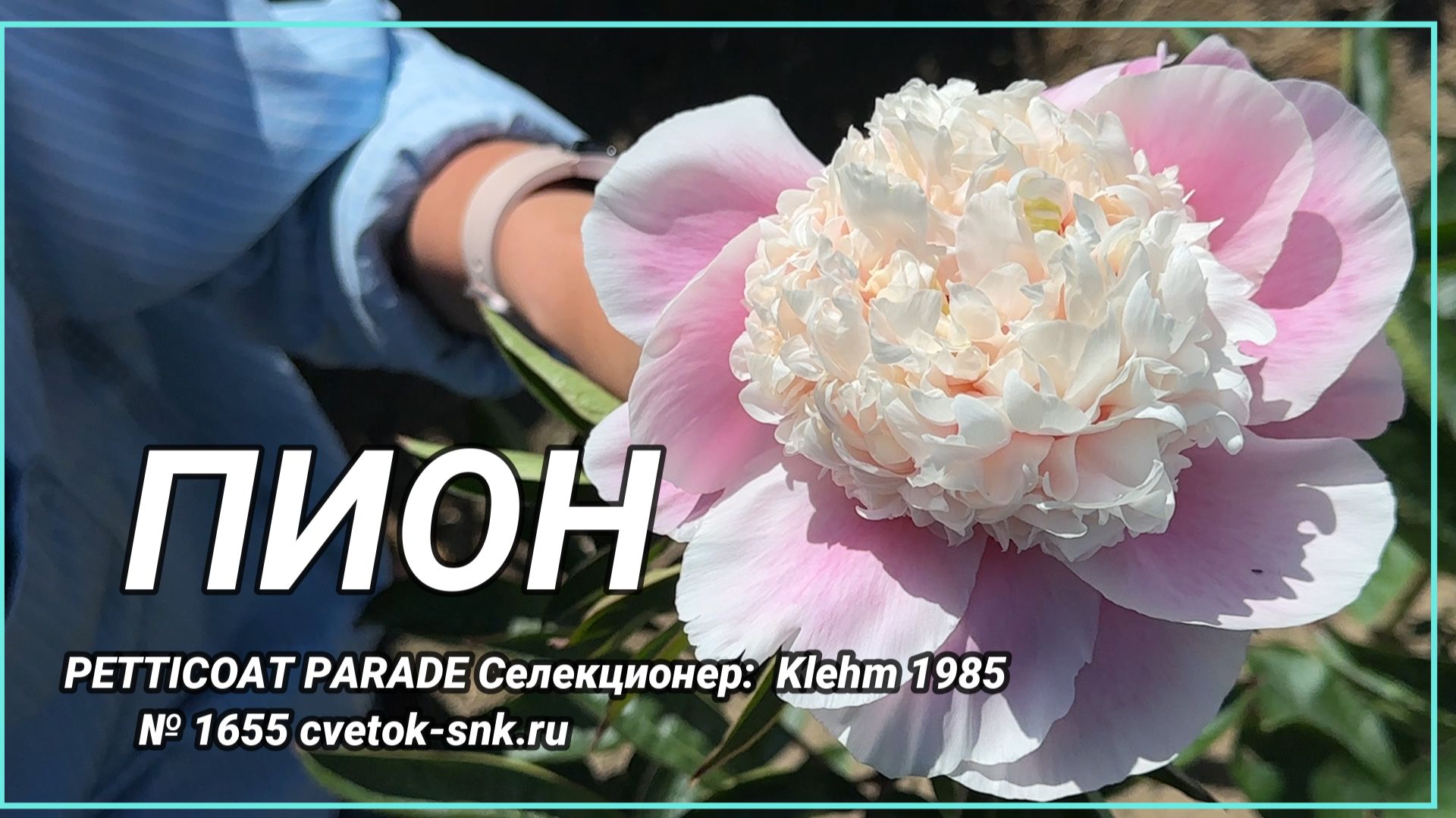 Травянистый «PETTICOAT PARADE»/Сад Ворошиловой Травянистый «PETTICOAT PARADE»/Сад Ворошиловой