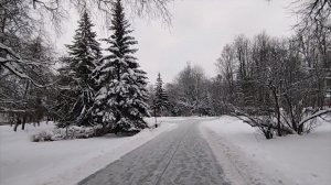 Главная елка Новгородчины/Пытаются спасти мужу почку/Спилили коронку/Чем мужа в больнице кормят