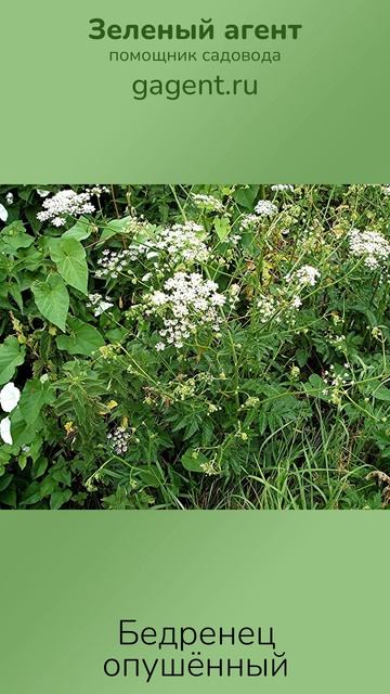 Бедренец опушённый - Зеленый Агент смотреть онлайн