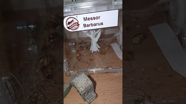 топ 3 моих самых любимых муравьёв в моей коллекции смотреть онлайн