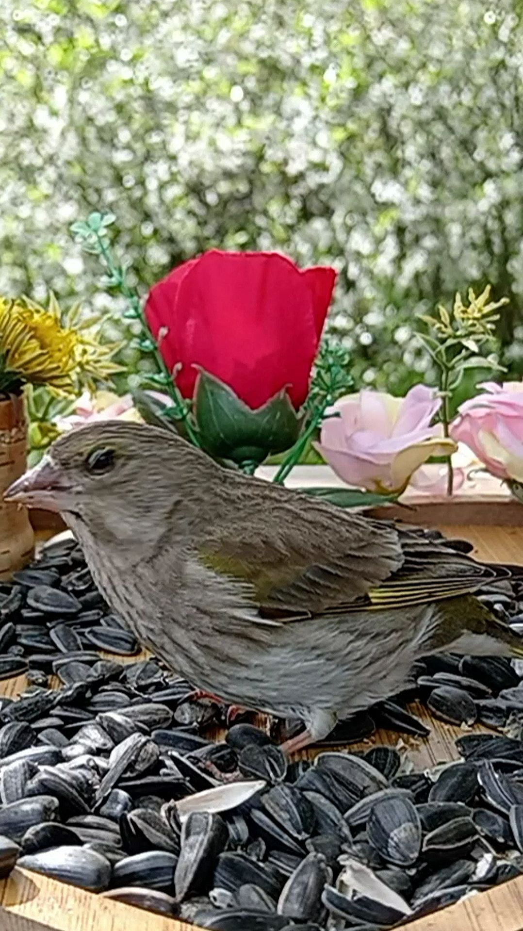 Зеленушка смотреть онлайн