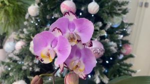 Цветение орхидей🌸🌸🌸