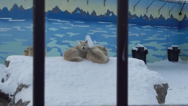 Репортаж из Пермского зоопарка смотреть онлайн