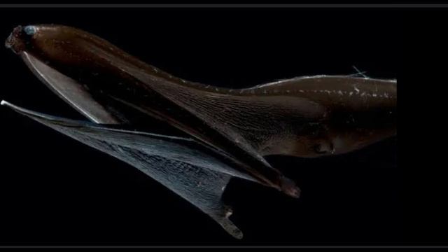 в описании телеграм канал в Гугле посмотрите как заходит в описанее смотреть онлайн