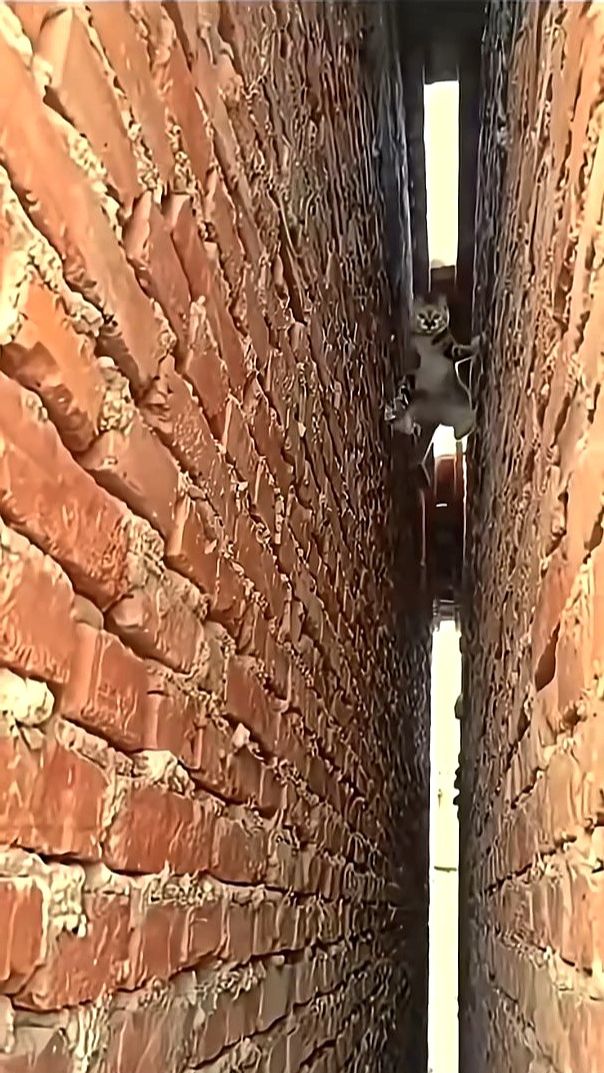 Секретная армия кошек смотреть онлайн