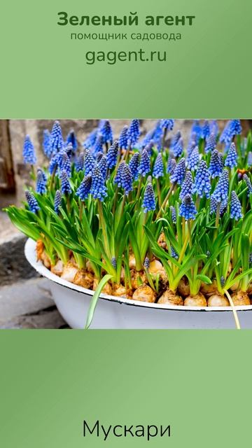 Мускари - Зеленый Агент смотреть онлайн