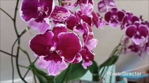 Орхидея Benny. Полный роспуск. Цветение январь 2026 г.