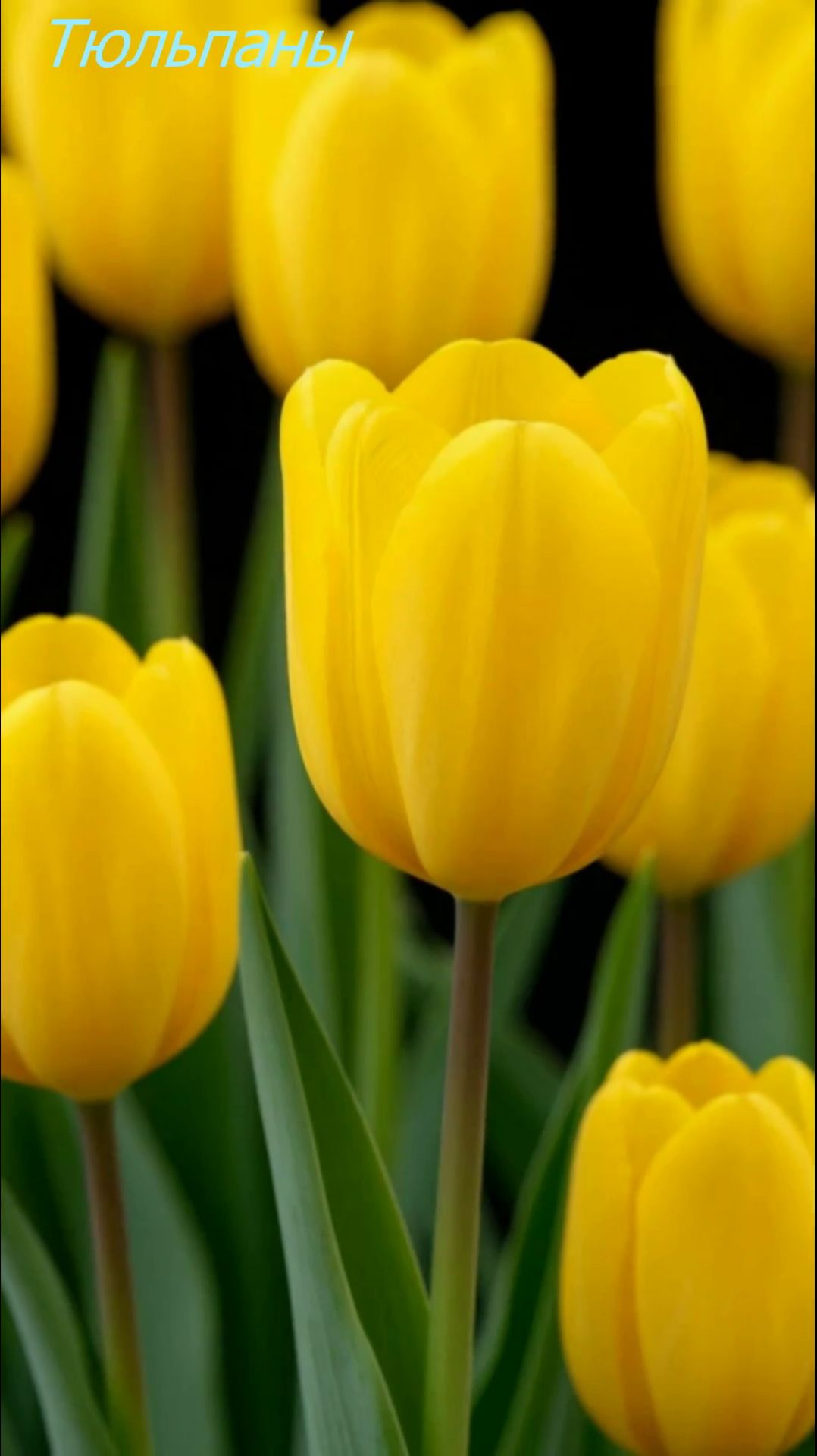 #Тюльпаны смотреть онлайн