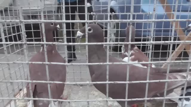 Ярмарка голубей .Рязань 4 ноября 2023.фильм3 смотреть онлайн