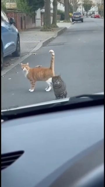 Охота на голубя мира смотреть онлайн