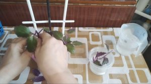 Гинура, черенкование.