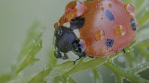 HDR 10+ в макро: взрыв деталей