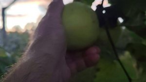 Антоновка обыкновенная - старинный сорт яблони