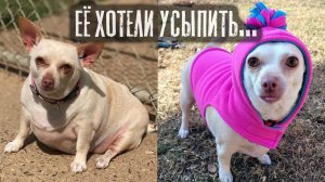 Её хотели усыпить… но случилось чудо: Трогательно до слёз