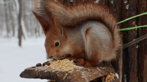 Пищуха. Белка. И кормушка. Зарисовка