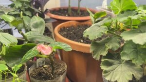 Петунии полтора месяца. Что такое Светёлка? Обзор растений в светёлке.