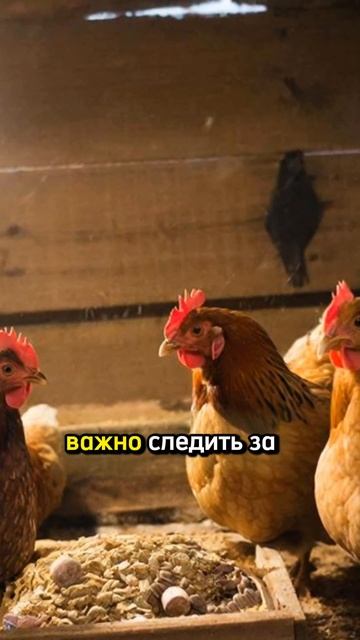 зачем нужны старые куры 🐔🐔? смотреть онлайн