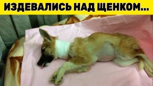 Тощий щенок привязанный к дереву пытался выжить, замерзая от холода...