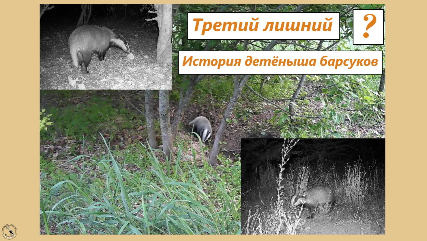 Маленький барсучок потерялся. Звуки маленького барсука. 05-11.05.25 смотреть онлайн