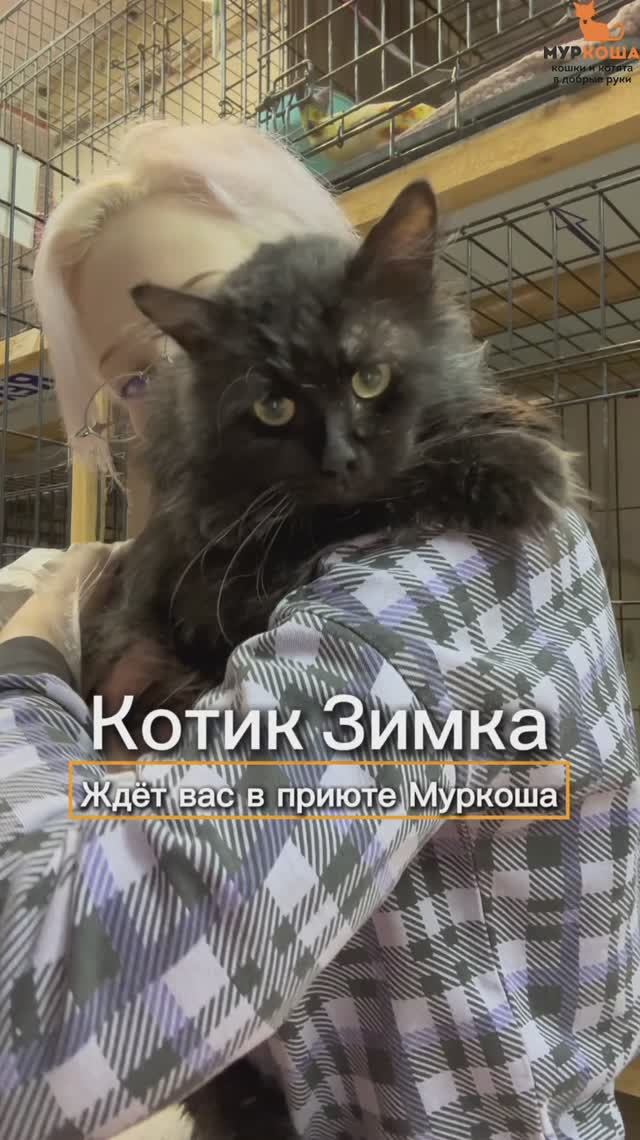Зимка ждёт вас в приюте #Муркоша смотреть онлайн