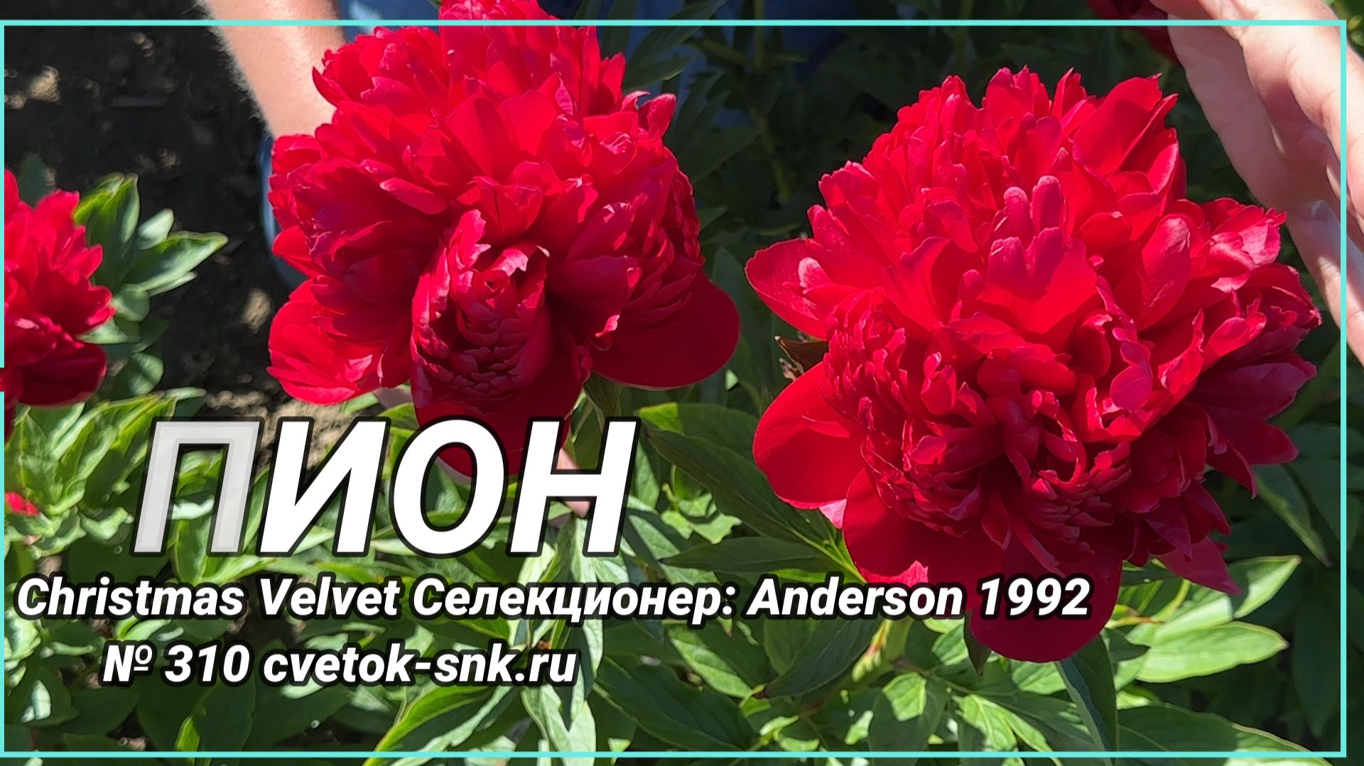 Гибрид «Christmas Velvet»/Сад Ворошиловой