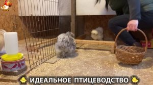 Идеальное птицеводство достойно восхищения 🐓🦆🦢🦚🦃🐔 эпизод (450)