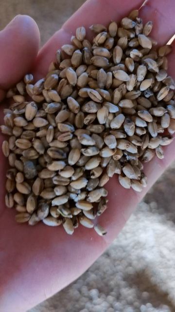 Работа фотосепаратора на пшенице Dream Plus 6SXM-640JM10 смотреть онлайн