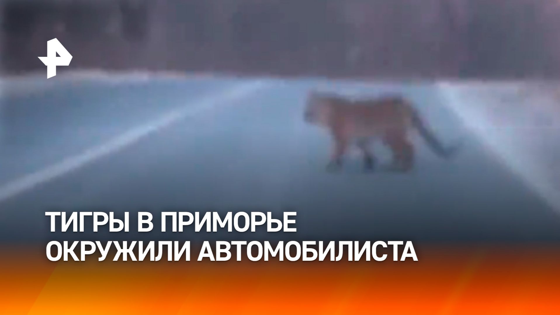 Тигры окружили автомобилиста в Приморье смотреть онлайн