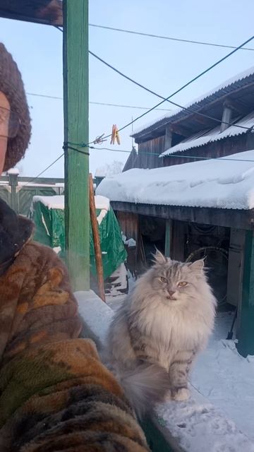 3 недели морозы и Сибирский кот. смотреть онлайн