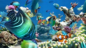 Рыбки, аквариум, расслабляющее видео.