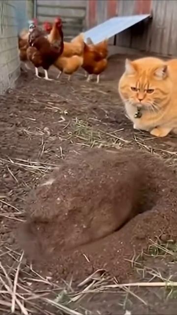 Незваный гость на ферме 🐱 смотреть онлайн