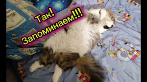 КОШКИ С ОЗВУЧКОЙ.