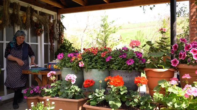 Kənd Həyatı. Сыр и сырные лепёшки из свежего коровьего молока смотреть онлайн