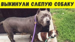 Такса и питбуль теперь друзья навсегада...