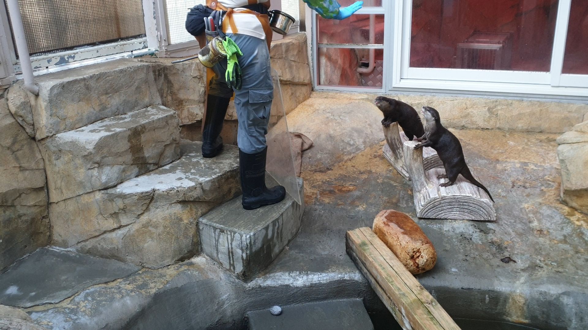 Голодные выдры смотреть онлайн