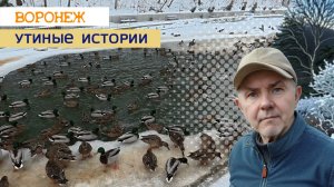 Утиные истории, Воронеж парк Динамо 30.01.26г.