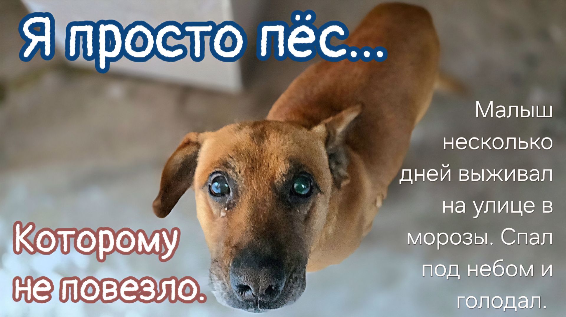 Продал дом/оставил собаку на улице в мороз /пёс замерзал/ голодал/заболел/Помогите спасти собаку! смотреть онлайн