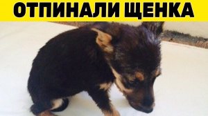 Бездомного щенка использовали вместо мяча...