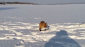 Рыбалка в Нижневартовске 30 января 2026