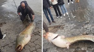 Гиганского сома поймали в реке Сена во Франции...