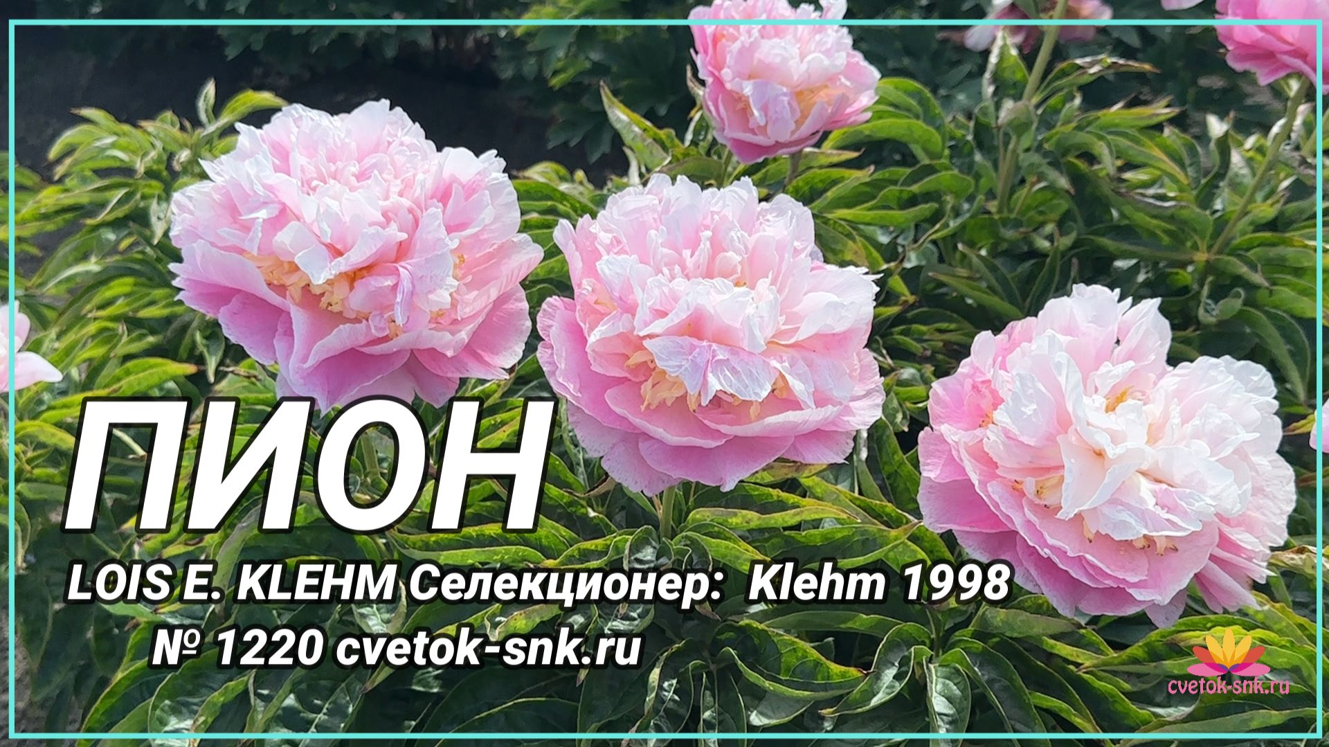 Травянистый «LOIS E. KLEHM»/Сад Ворошиловой