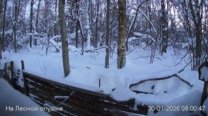 LIVE: На лесной опушке. Природа онлайн